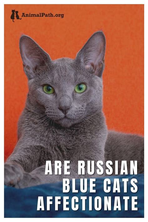 Are russian blue cats affectionate? If you are curious to know more about these gorgeous kitties ...