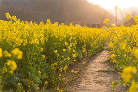 What Does a Mustard Plant Look Like? - Garden.eco