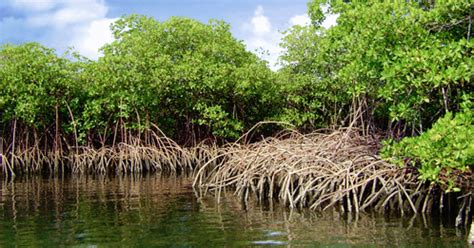 Fungsi hutan mangrove di pantai | Jenis - Jenis Tanaman