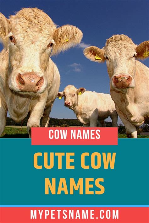 There are many options when it comes to finding cute cow names, taking inspiration from ...