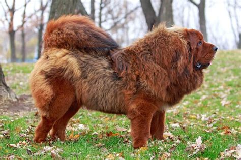 Tibetan Mastiff Price and Lifetime Expenses - Pets Nurturing