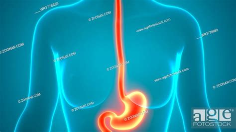 Human Internal Organs Complete Digestive System Stoma - vrogue.co