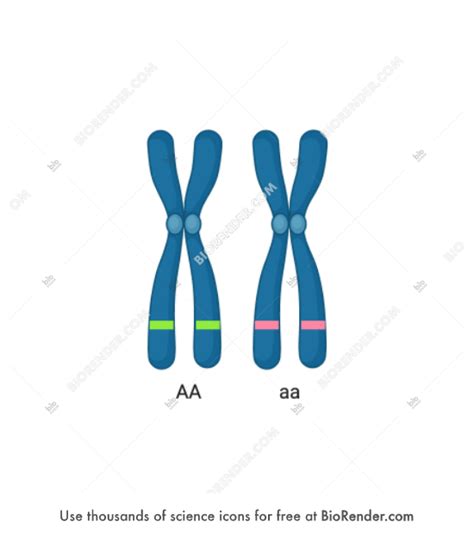 Free Chromosomes (simple, homozygous) Icons, Symbols & Images | BioRender