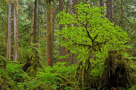 Vine Maple : Carbon River, Mount Rainier National Park, Washington ...