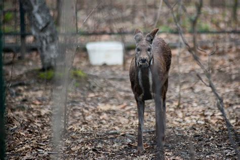 Musk Deer Pictures - AZ Animals