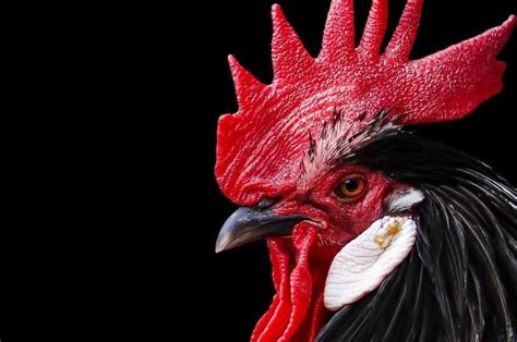 Selidik National Geographic: Kenapa Ayam Jantan Berkokok Setiap Pagi ...