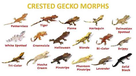 Crested Gecko Morphs