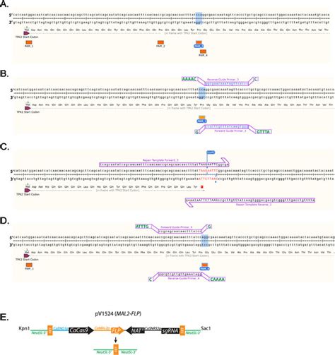 Diagram of guide RNA and repair template design. (A) Labeling of all ...