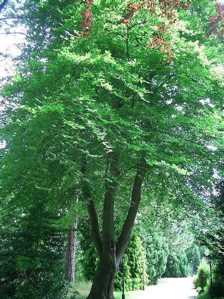 Common Beech - Fagus sylvatica - Deciduous trees in an English Country Garden