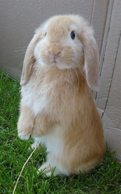 Holland Lop | Rabbit | Information,Pictures,History and Health | Cute bunny pictures, Pet bunny ...