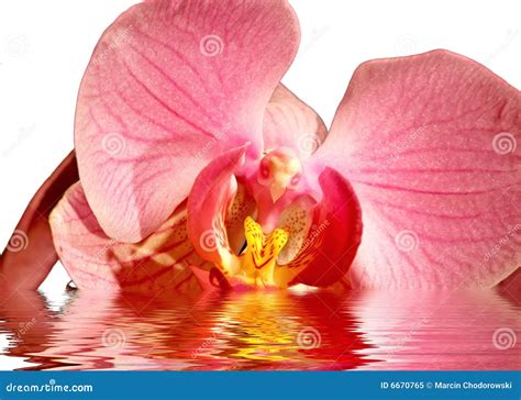 Orchid in water stock image. Image of flowers, petals - 6670765