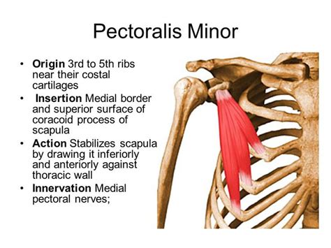 77 best Muscle Origins and Insertions images on Pinterest | Muscle ...