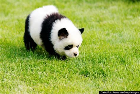 Panda Dogs- In China, Chow Chow Dogs are Dyed to Look Like a Panda