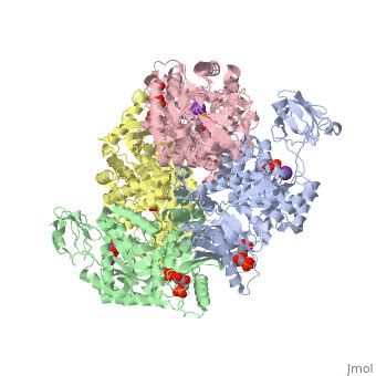 Pyruvate Kinase - Proteopedia, life in 3D