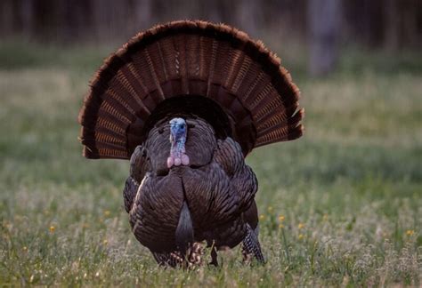 Can Wild Turkeys Fly | Fascinating Insights into Their Flying Abilities ...