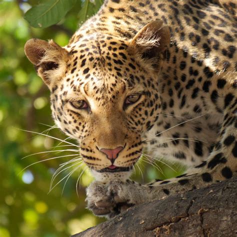 Free Images : fauna, close up, whiskers, vertebrate, jaguar, chiba, leather texture, big cats ...