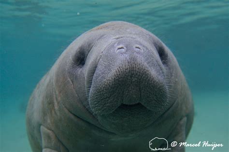 Marcel Huijser Photography | Florida wildlife: West Indian manatee (Trichechus manatus) portrait ...