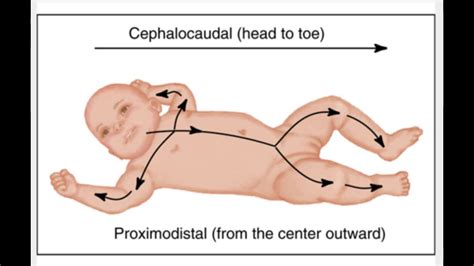 cephalocaudal pattern - YouTube