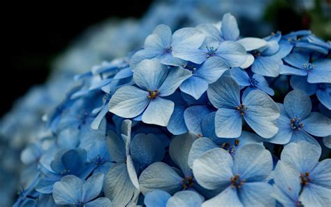 Hydrangea Wallpapers - Wallpaper Cave