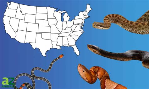 The 4 Main Types of Venomous Snakes in the United States - A-Z Animals