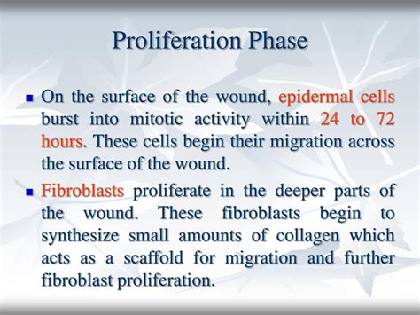 Proliferationsphase Dauer