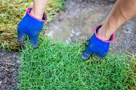 How to Treat Dead Grass Patches in Your Lawn - Garden and Yards