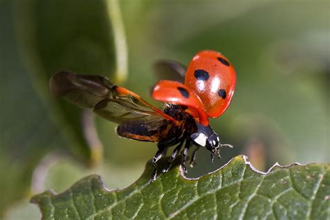 Ladybugs Spreading Wings Free Stock Photo - Public Domain Pictures