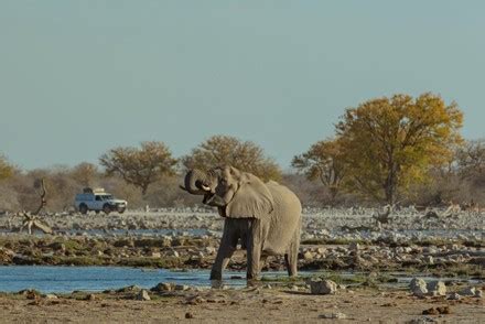 3,000 African savanna elephant Stock Pictures, Editorial Images and ...