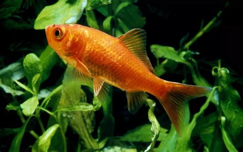 Common Goldfish Care: Complete Guide for Beginners - AquariumNexus