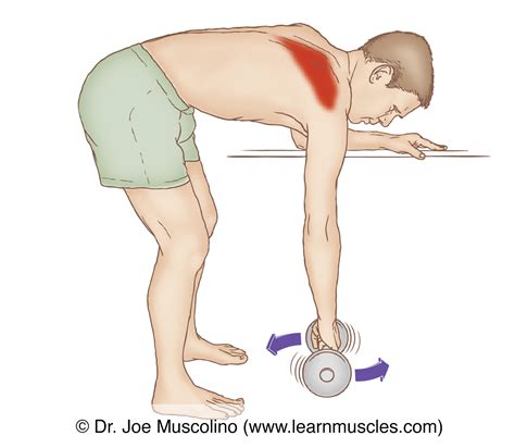 Lower Trapezius Stretches