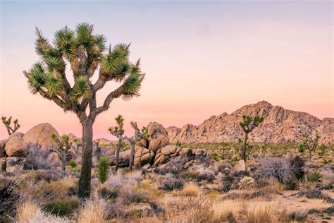 Joshua Tree National Park to Close Temporarily