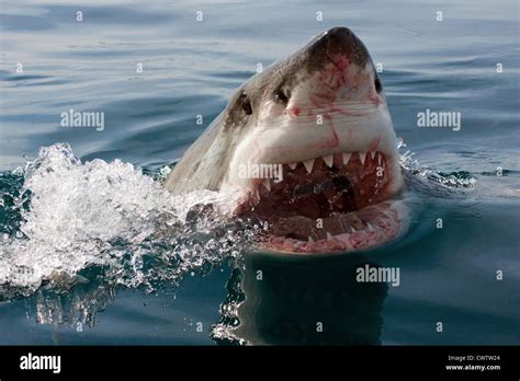 A great white shark displaying its jaws in shark alley hi-res stock ...