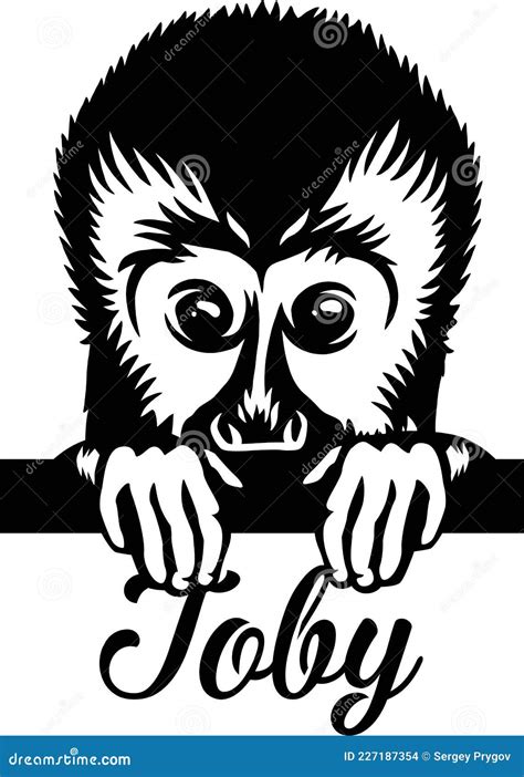 Capuchin, Monkey - Capuchin Face Head Isolated on White Stock Vector - Illustration of ...