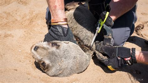 Non-profit organisation | Ocean Conservation Namibia | Erongo Region