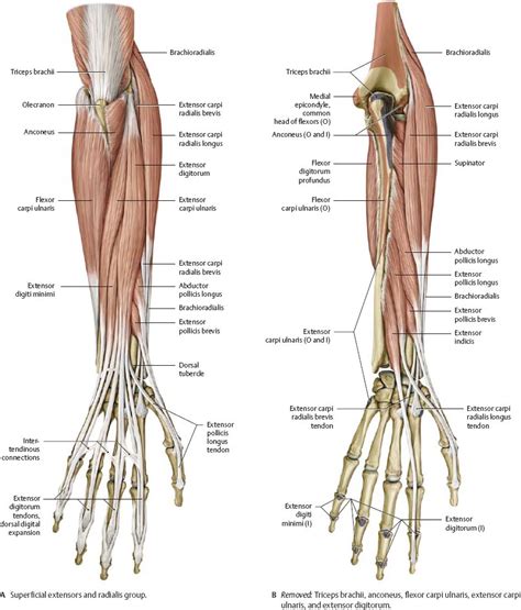 Elbow & Forearm - Atlas of Anatomy