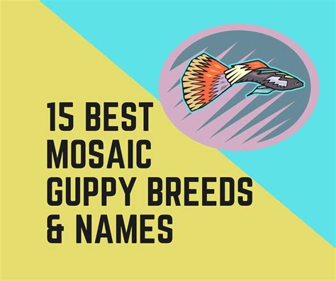 15 Best Mosaic Guppy Breeds and Names - Guppy Fish Care