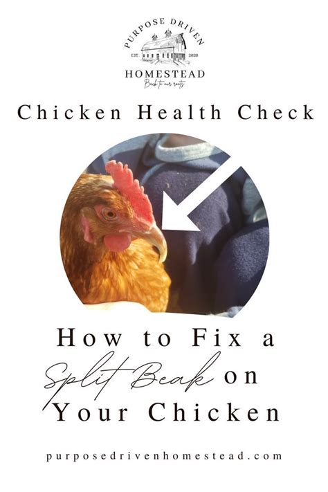 How to Fix a Chicken Beak / How to Fix a Split Beak on Your Chicken ...