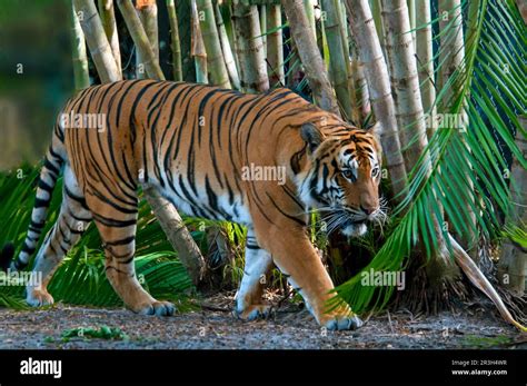 Malaysia tiger, Malayan tiger (Panthera tigris jacksoni), malayan tiger ...