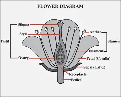 Labeling Of A Flower