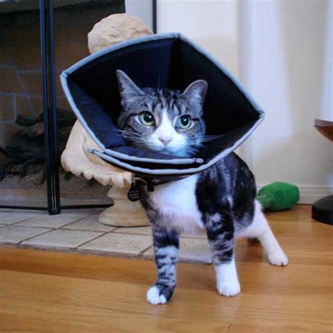 Diy Cone Collar For Cats - Do It Your Self