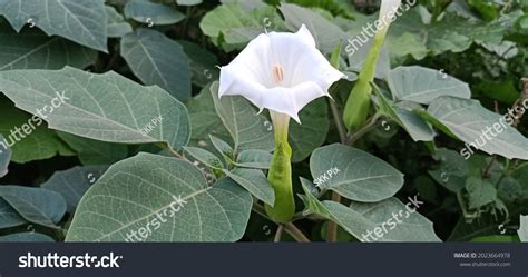 4,316 Blooms Datura Plant Images, Stock Photos & Vectors | Shutterstock