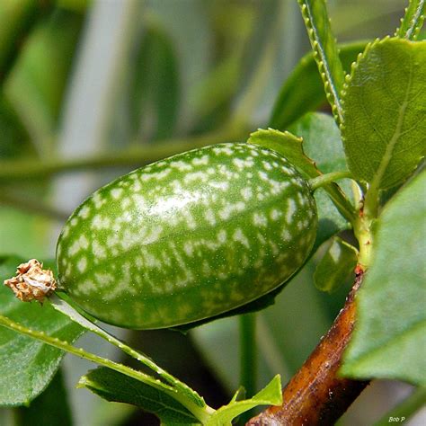 Guadeloupe or Creeping Cucumber – Weed or Food?