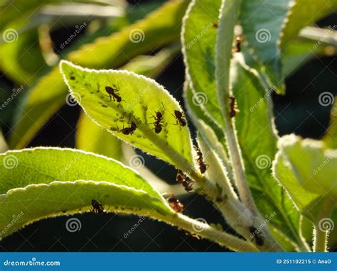 Ants and Aphids on a Branch. Aphid Eats Leaves of a Tree Stock Image - Image of entomology ...