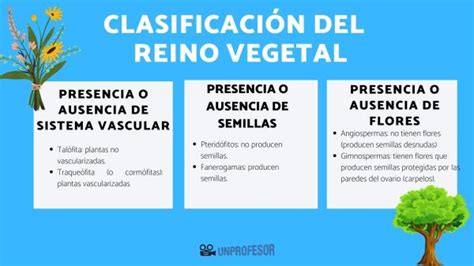 Clasificación de los VEGETALES - con EJEMPLOS y FOTOS!!