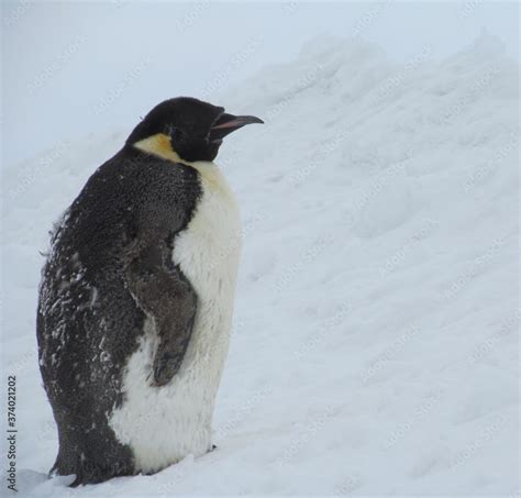 Emperor Penguin molting near McMurdo Station, Antarctica Stock Photo ...