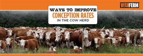 Ways to Improve Conception Rates in the Cow Herd - VitaFerm