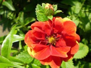 How To Plant And Care For Potentilla - Best Landscape Ideas