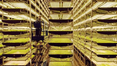 What is vertical farming? And what are the benefits? | World Economic Forum