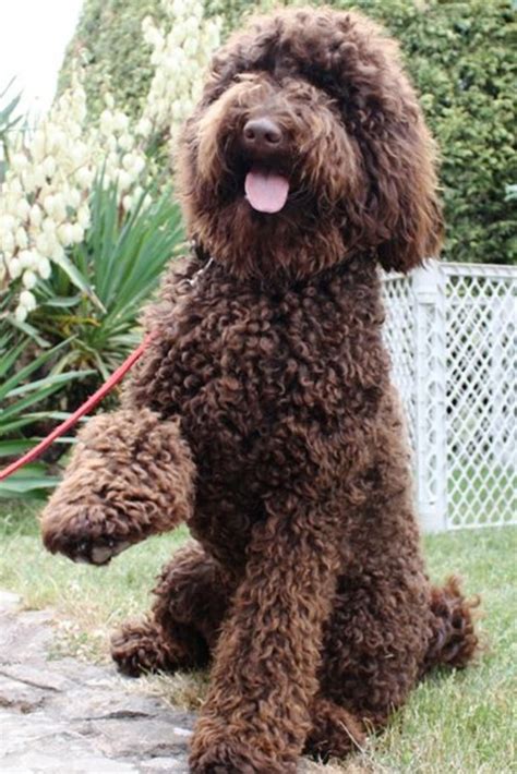 What Does A Full Grown Labradoodle Look Like? [25 Examples] - The Doodle Guide