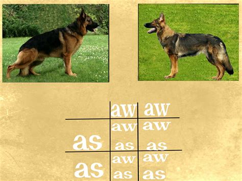 German Shepherd Color Genetics - von Haus Ulv German Shepherds